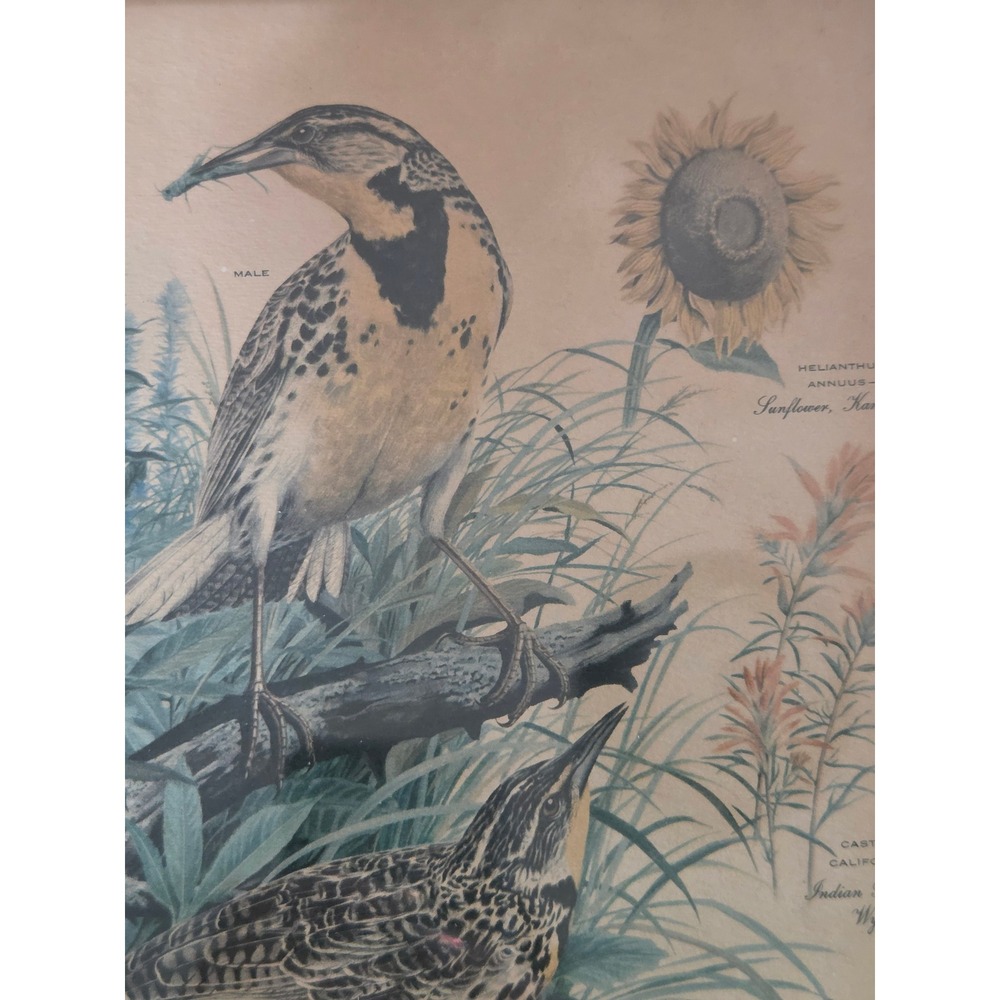 Arthur Singer Western Meadowlark State Birds Flowers Framed Lithograph Print 7 - Picture 5 of 5